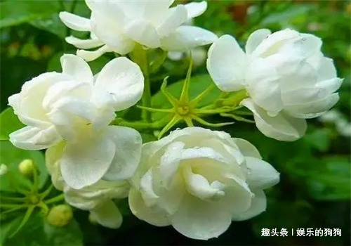 食物|冬天女性可以坚持吃4种食物，排出毒素，活血护肝，滋养女性子宫