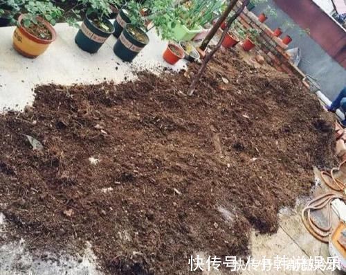 松树皮|一种“万能土”,养花的人抢着挖,养兰花、君子兰杠杠滴