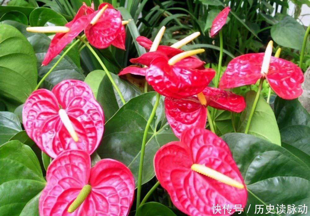 红掌这样养,花开巴掌大,油亮像打蜡,一片叶子一朵花