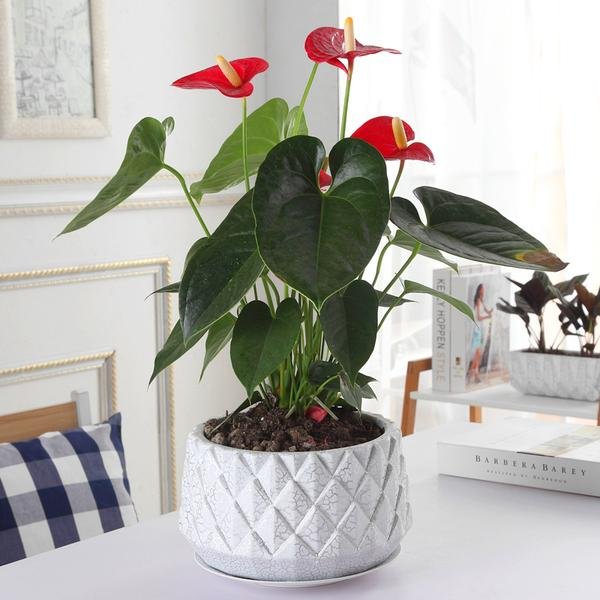 10大室内网红绿植，不仅撩人，还能养人