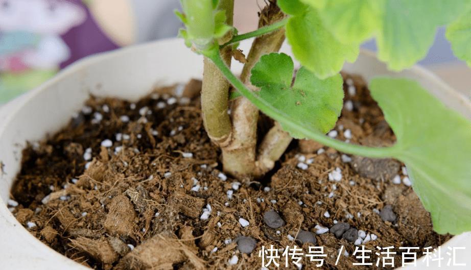 多菌灵|养花出现霉菌的原因以及处理方法