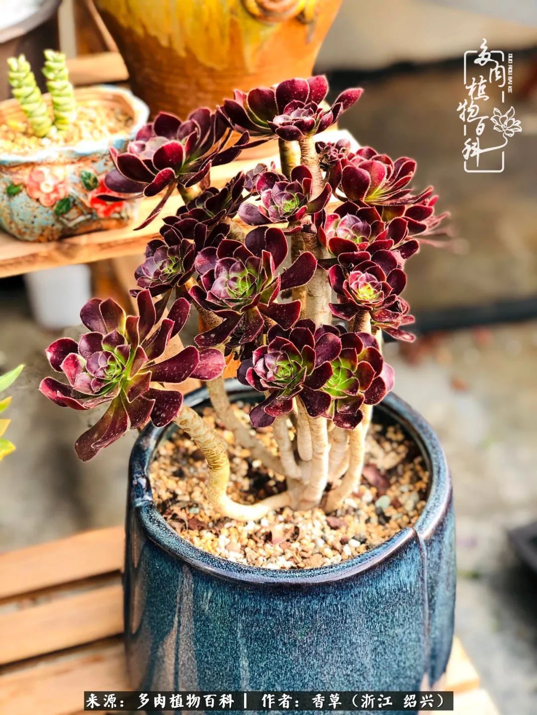 阳台上的一亩三分地，我愿与你一起，与时光媲美！