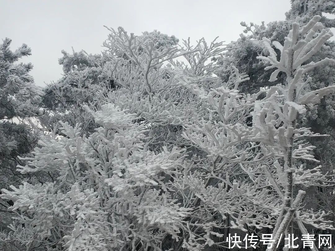 云海|太美了！台州最新雪景！括苍山跌至-10℃，再现云海奇观