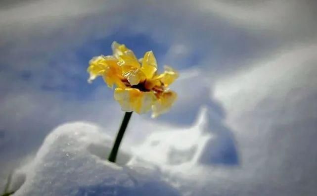 雪中的郁金香花海，再不看就没了！