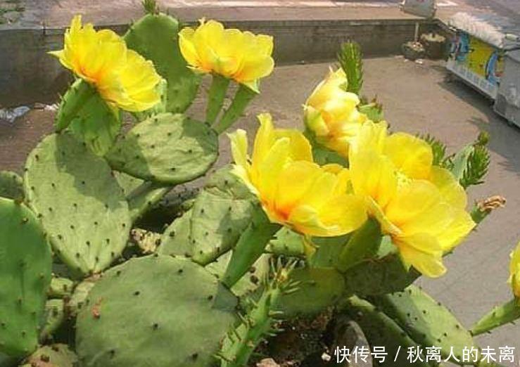 经常爆盆的几种花卉,丢在阳台爆成花海,幽香暗淡,烂漫又迷人