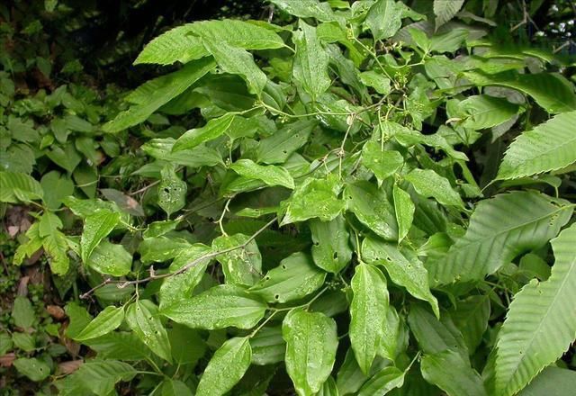 毛牛尾菜|农村1野草，人称“牛尾菜”，是哮喘病的克星，若遇见，莫错过！