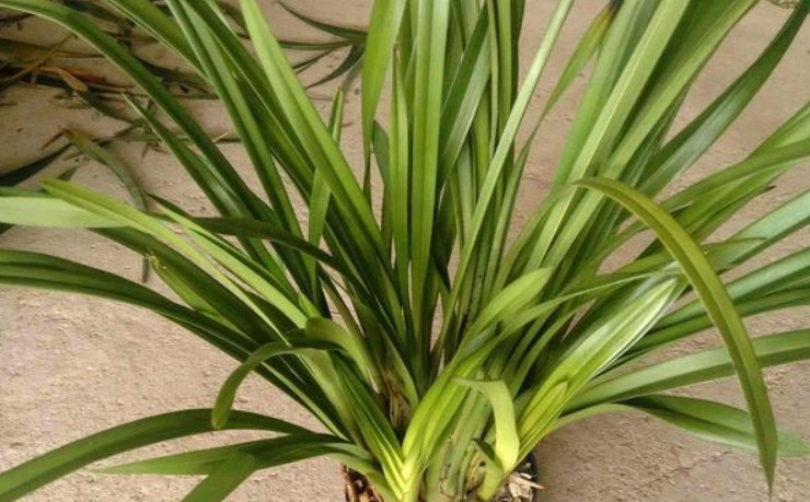 烂根的兰花长出新芽，能活吗学会这“4步”，养兰是关键