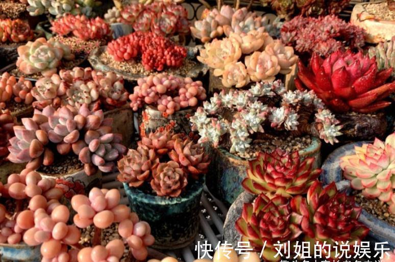 喜欢多肉爆盆的肉友有福了,去入手这8款多肉,个个都是爆头狂魔