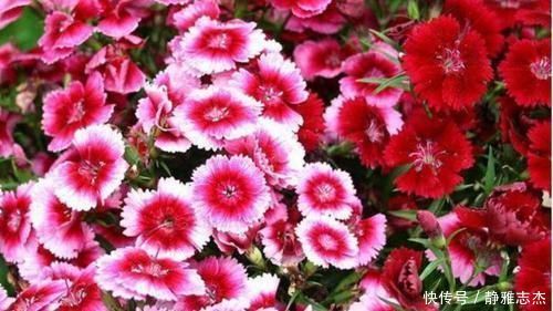 四种花适合放在客厅,长势好、花色艳,雍容华贵,养护简单!