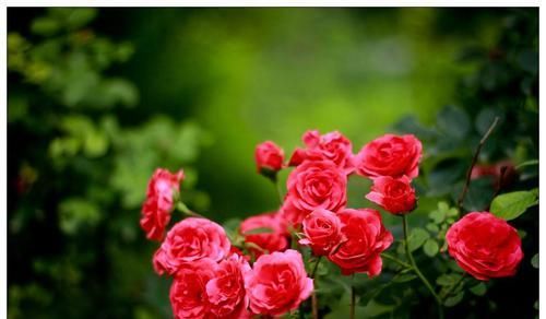 北方地区农村庭院，种植这些花卉，不怕严寒好管理