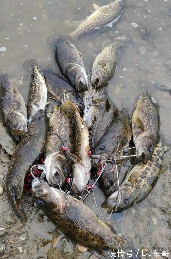 千岛湖|千岛湖钓友拍到一大车鱼竿被运去销毁,钓友至少价值几十万