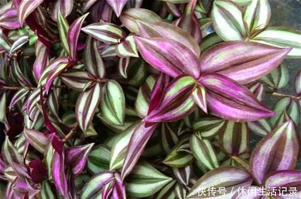 最好养的“草”,比“绿萝”长得快,房间再小也要养盆它,特漂亮!