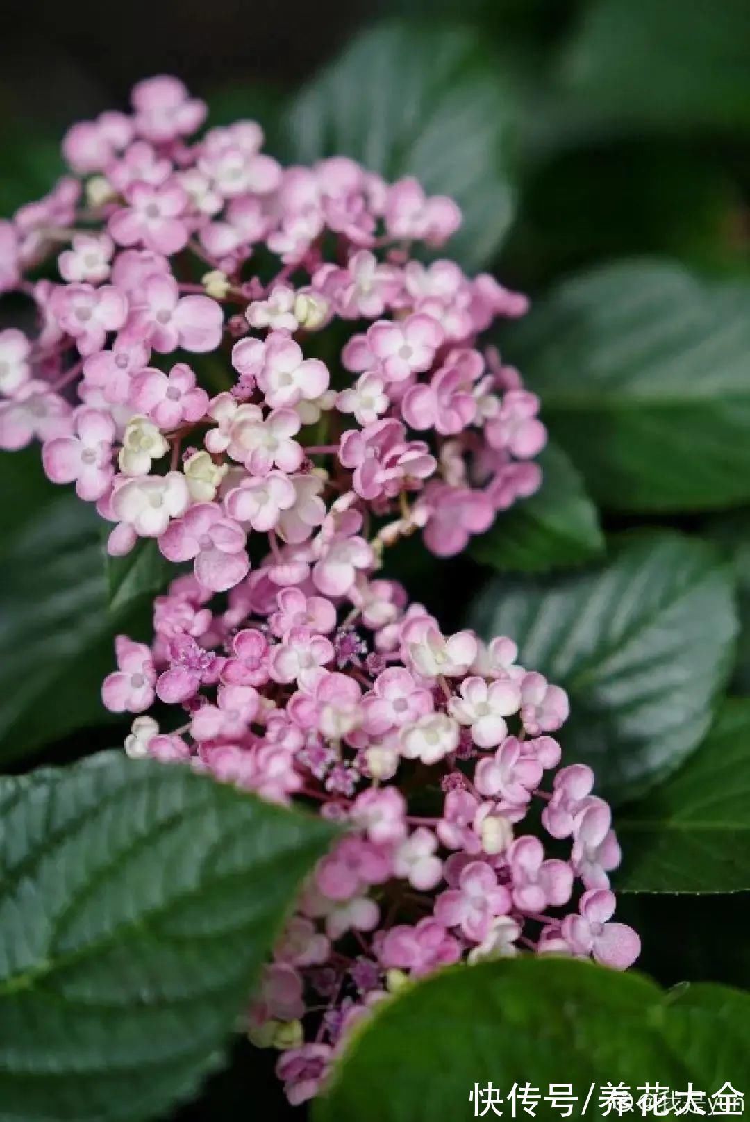 绣球|10种花不怕冷,先别搬进屋,放外面冻一冻,开花更旺