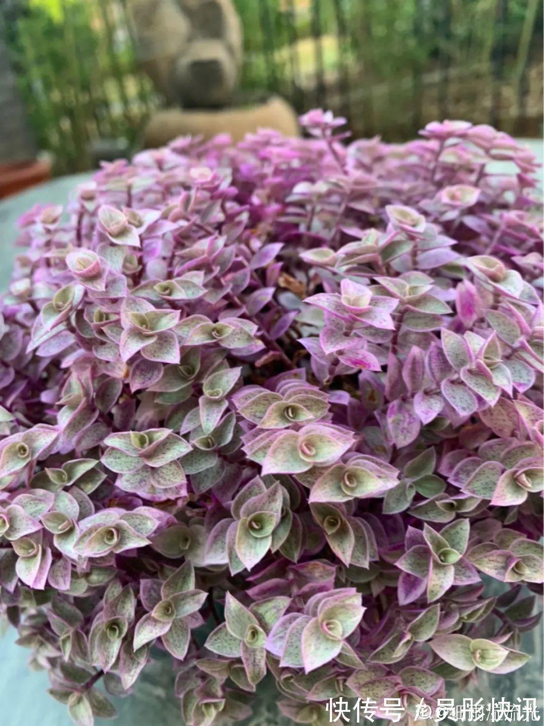 蓝蝴蝶|5种花真稀罕,叶子越晒越红彤彤,一盆能开20朵!