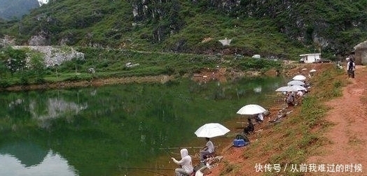 鲮鱼|如何钓鲮鱼,饵料搭配及钓法全解!钓鲮鱼就这么简单——盛世三渔