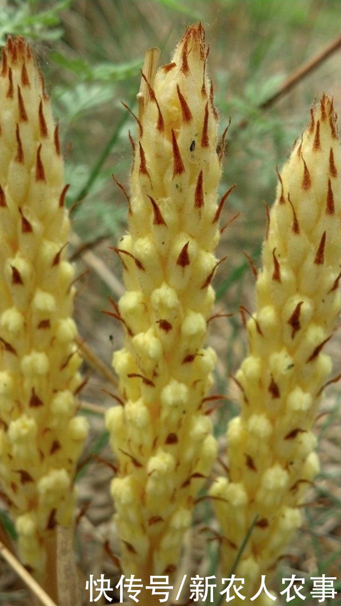 寄生在赤楊根上的一種草，被大肆地人為采挖，如今成了保護植物