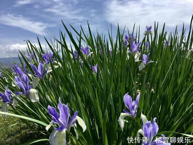 若有幸在路边看到马蔺花，请别犹豫，尽快移植回家，观赏价值高