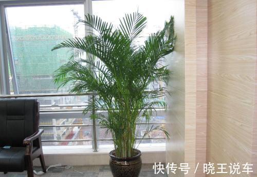 龟背竹|冬天天气干燥,家中摆放这四种盆栽,如同买了一个空气加湿器回来