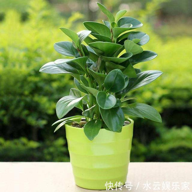 花卉|几种“观赏”花,不用浇水叶子也能胖嘟嘟,真适合懒人养!