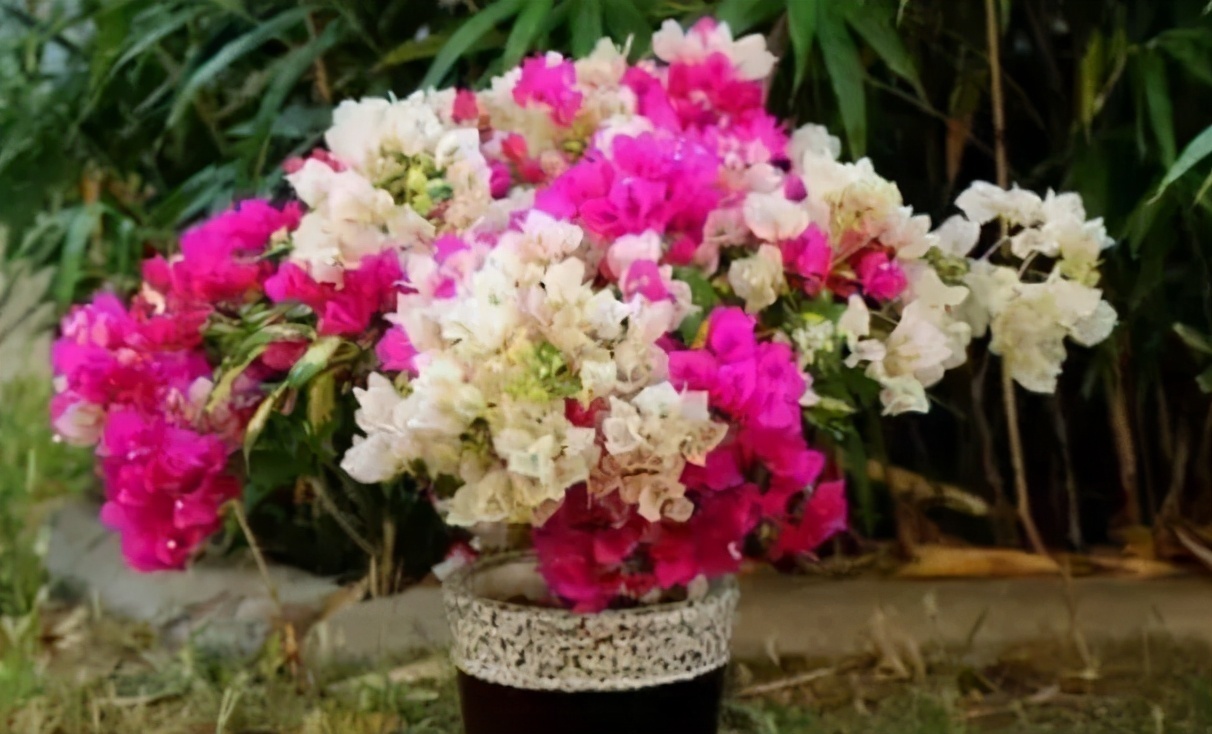 根系|养花记住6句“浇水口诀”，新手最适用，再也不会干根烂根了