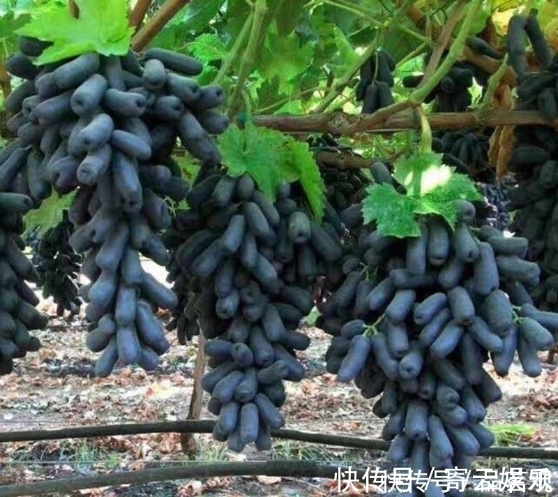 院子里不要乱种树,这6种树不仅能添福旺宅,还能招财纳福