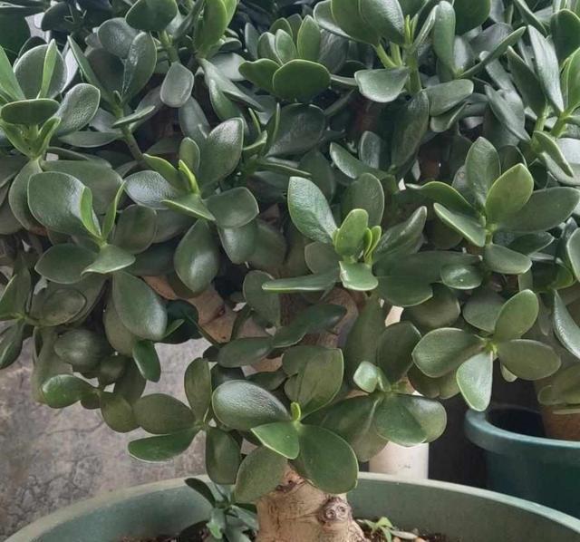 枝条|一年四季这么养玉树，枝叶庞大碧绿，寿命长，变成老桩更漂亮