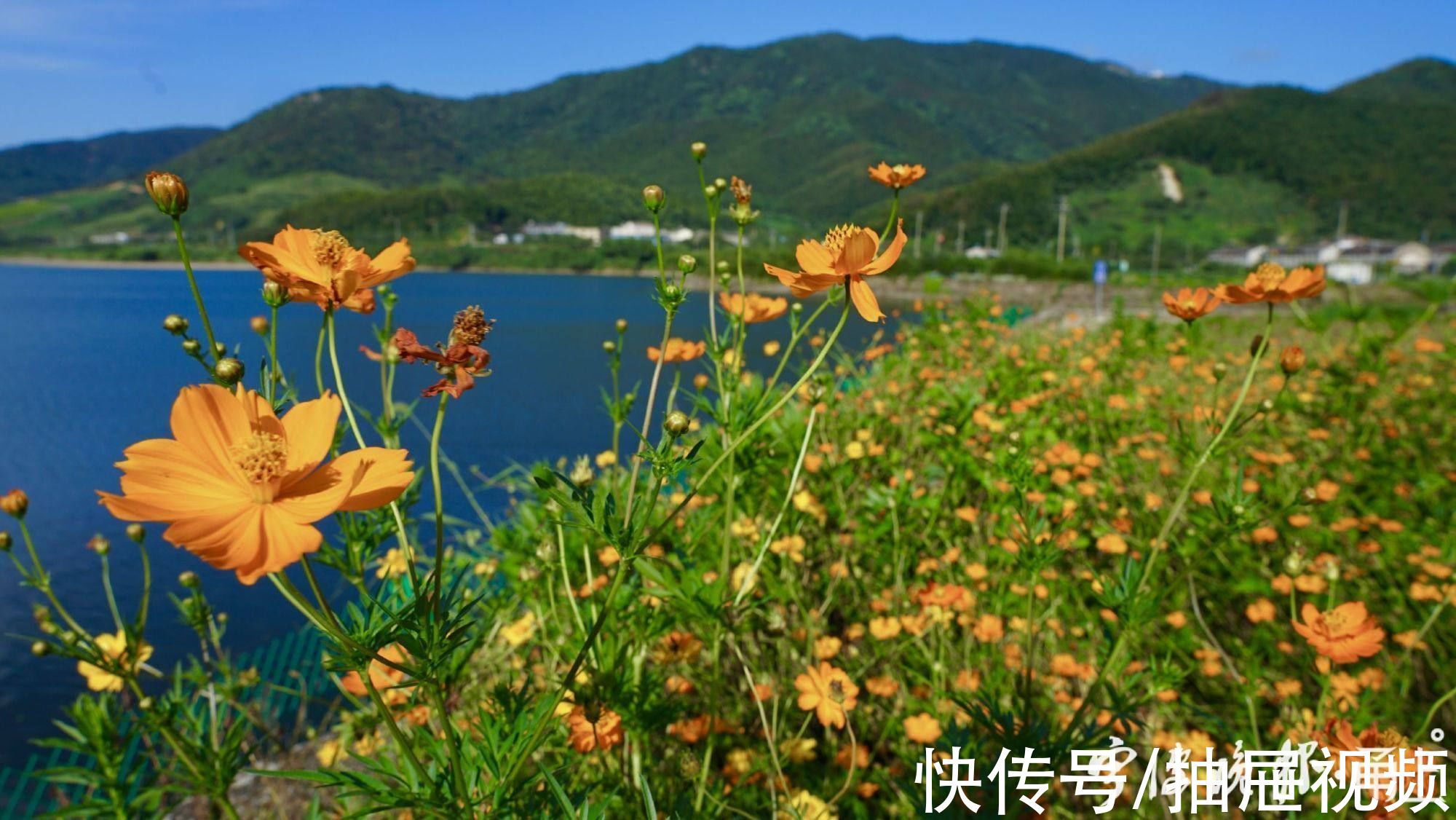 万工轿|粗犷荒地“变身”精致花海！到宁波这里赏花“送”稀缺湖景