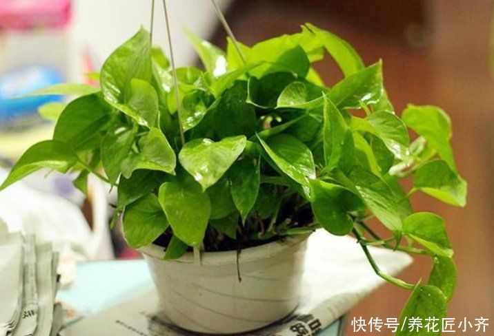 花盆|给花换盆的“错误”操作，很多人都这样做，下次一定要改