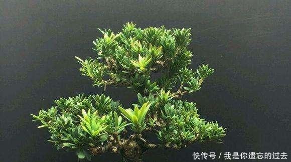 种棵罗汉松,招财又长寿,嫌太贵自己种,一根枝条就能活!