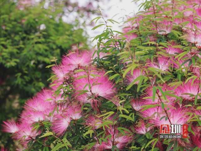 繁花绽放装点光明 一步走进春天里