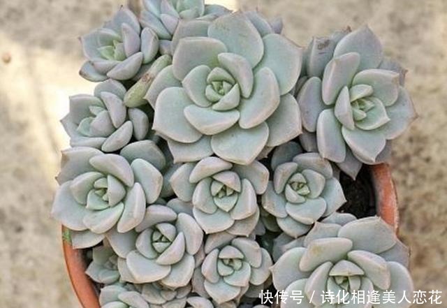 多肉孤零零的一个头3个小方法，瞬间大爆头，群生刹不住