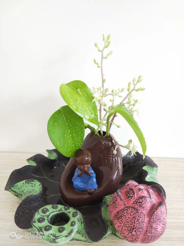 状态一般的多肉们,在我这儿已经是最美的存在了!