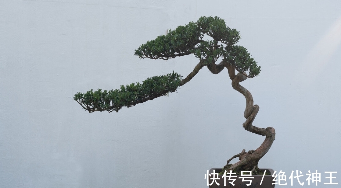 三招教会你,让树桩快速发芽成活,方法简单,一看就会