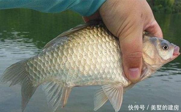 成群|冬季钓鲫鱼,注意这些打窝和补窝细节,窝点鱼成群,鱼口不间断