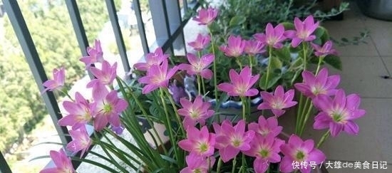 风雨兰|阳台养花,选这3种,好看、好养,且花期长!