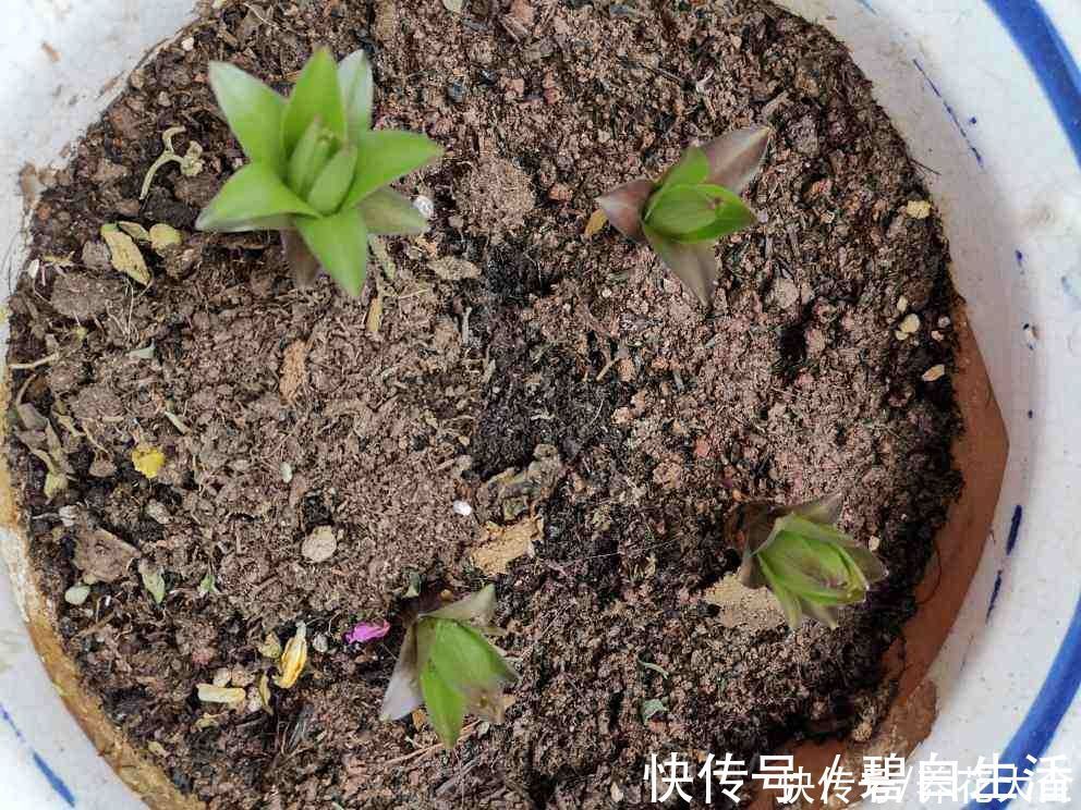 花花|不是所有植物都喜欢酸性土，3种花喜欢碱性土，否则生长状况差