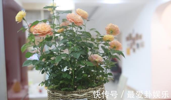 漳红樱|拜拜了月季！养了四年月季，这个秋天果断换坑，希望没有换错