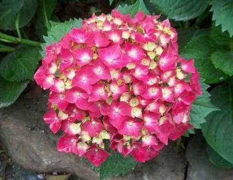 室内“3种花”最见不得光,一放角落,叶绿、花苞钻,花开一大片