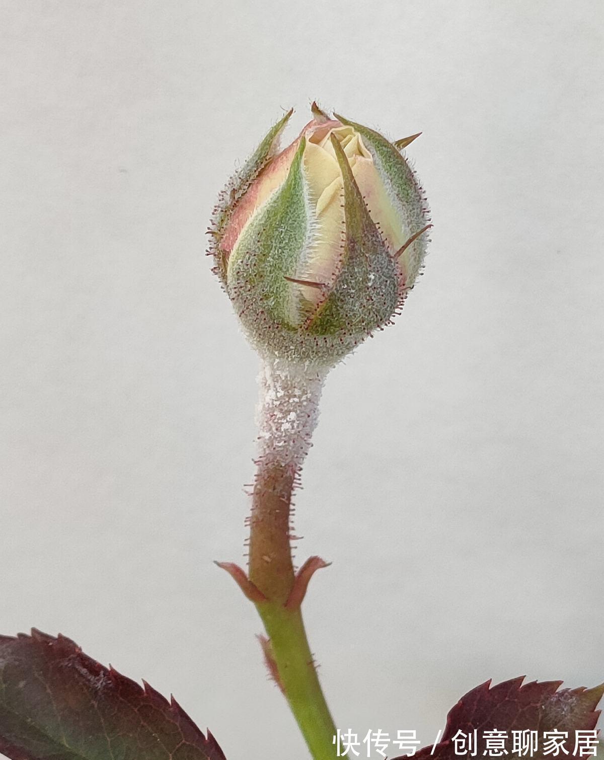 养花|自制养花杀菌水，一天喷一次效果好，安全无污染