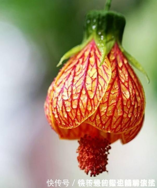 一年四季都能开花的盆栽,阳台养一盆,全年不枯萎,香气芬芳不散