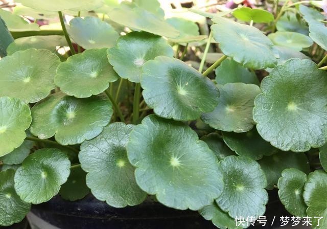 冬天|冬季阳台太单调,养3种花,颜色艳丽漂亮,开一个冬天