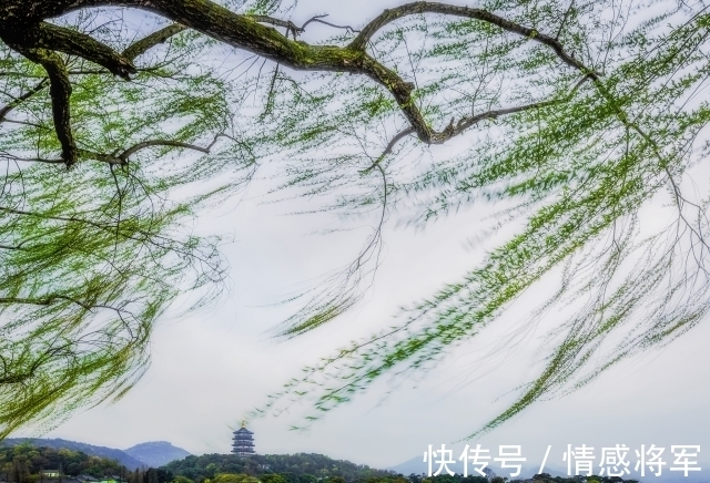 柳树!唐朝折杨柳古诗五首:莫言短枝条,中有长相思