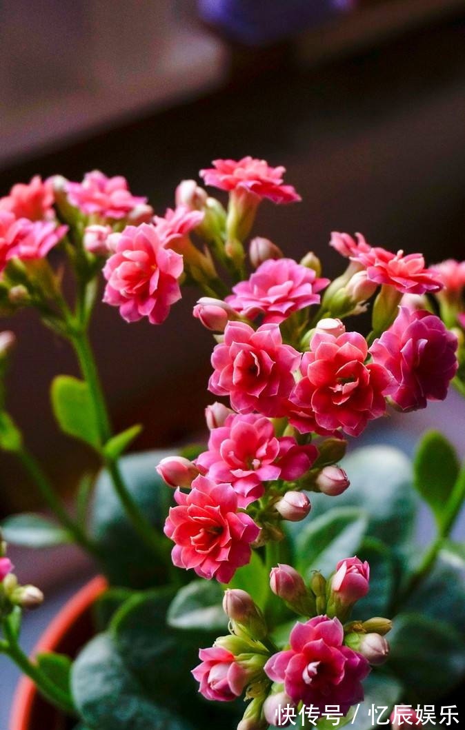 新买的长寿花叶子小花苞少几个原因一一排除,还它花繁叶茂!