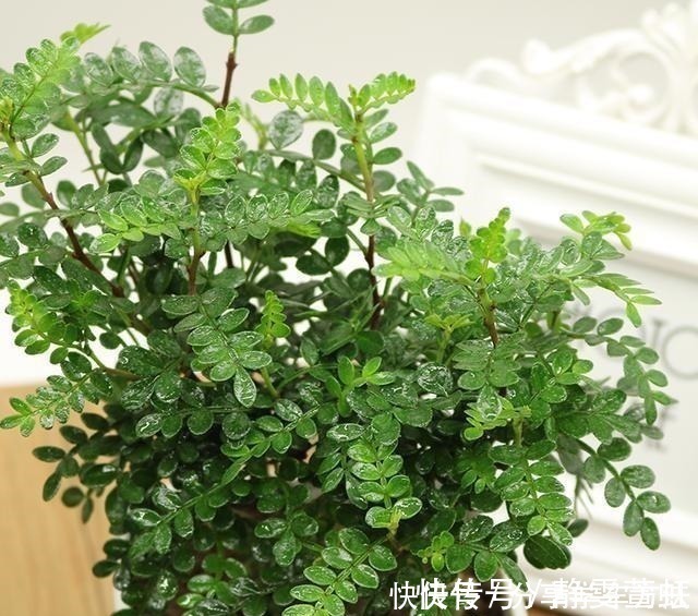 这3种花越养越旺,摆在家里很惬意,精致小巧老桩更值钱!