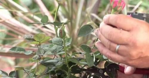 月季花开谢后，做好这件事，花苞越开越多