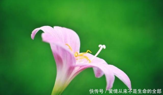 “生如夏花之绚烂,死如秋叶之静美”的下一句是什么它才是重点