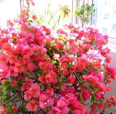 让三角梅枝条开满花,小经验教给你,花开多得看不到叶子