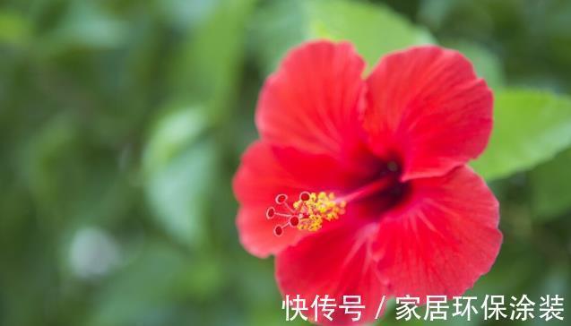 扶桑花|9月家里养上3种花,只要做好养护,就可以四季开花四季香