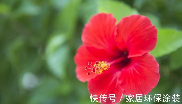 扶桑花|9月家里养上3种花，只要做好养护，就可以四季开花四季香