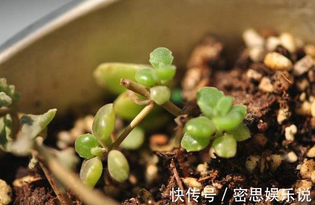 板结|花土板结怎么办？不换盆土，学会这几招照样能搞定难题